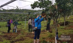 Triển vọng giống lê VH6 cho miền núi phía Bắc