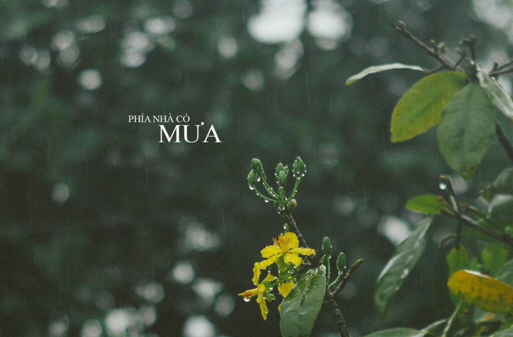 Mưa trước hiên và tô canh chua của má