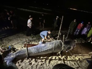 Giữa mưa lũ, người dân Đà Nẵng phát hiện cá ông lụy bờ