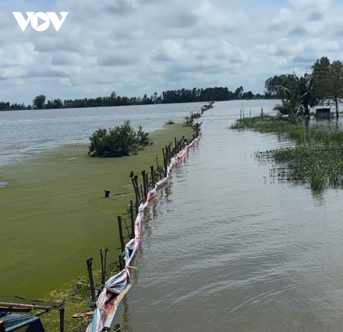 vỡ đê ở Đồng tháp, hàng trăm ha lúa chìm trong biển nước hình ảnh 2 vo de o Dong thap, hang tram ha lua chim trong bien nuoc hinh anh 2
