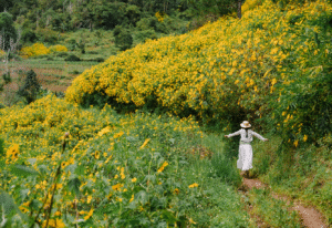 Đà Lạt bước vào mùa dã quỳ rực rỡ nhất năm