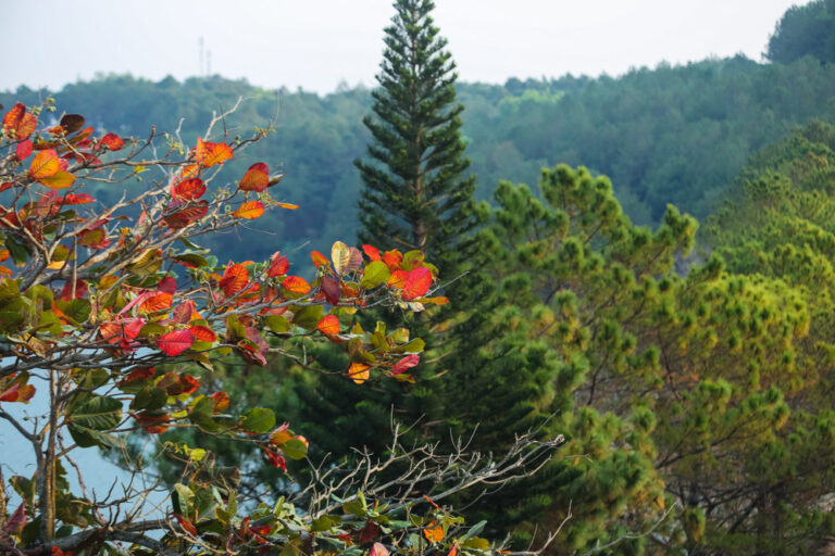 Sắc gió biếc trên cao nguyên Pleiku