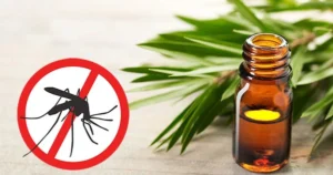 5 loại cây gia vị vừa đuổi muỗi, vừa dễ trồng ngay trong căn bếp