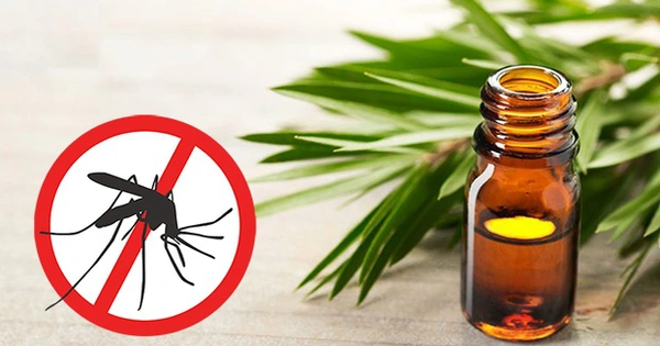 5 loại cây gia vị vừa đuổi muỗi, vừa dễ trồng ngay trong căn bếp