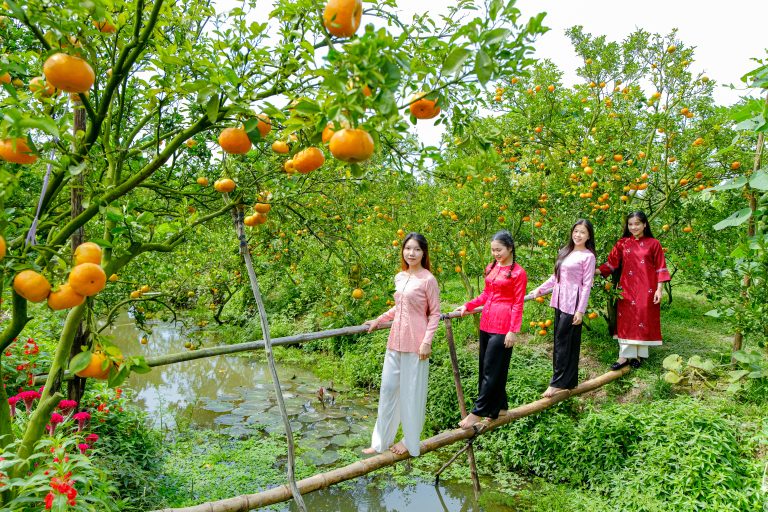 Quýt hồng Đồng Tháp vào vụ, nhà vườn mở tour trải nghiệm trước Tết