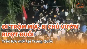 Trào lưu khách đi 'trộm mía', chủ vườn rượt đuổi tại Trung Quốc