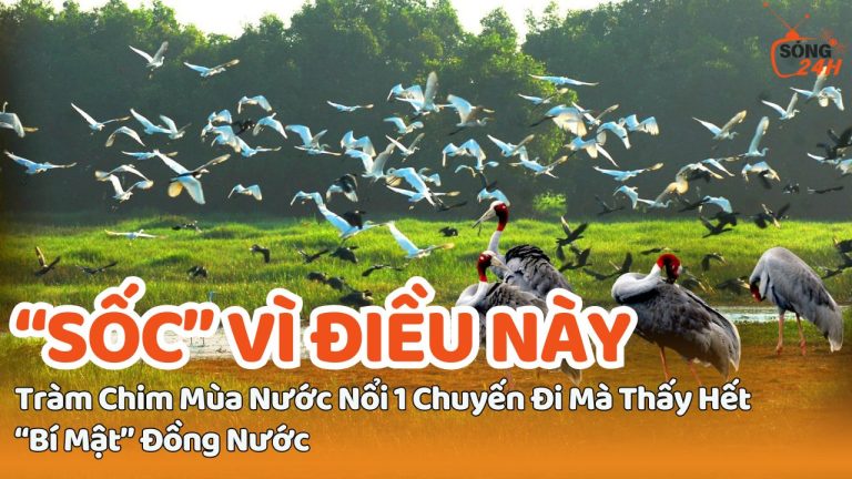 Tràm Chim Mùa Nước Nổi: Càng Đi Sâu Càng Thấy Điều Bất Ngờ…